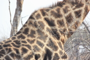 giraffe shoulder